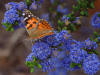butterfly  picture-11