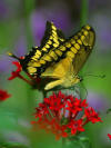 butterfly  picture-4