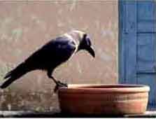 Picture of a crow drinking water