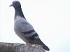 picture of pigeon-2