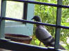 picture of pigeon-1