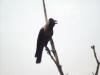 picture of crow-2