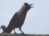 picture of crow-3