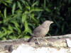 picture of babbler-1