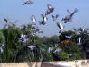 picture of pigeon-4