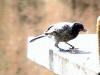 picture of  bulbul-1
