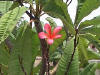flower picture-6