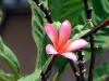 flower picture-9