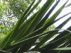 picture of palm tree