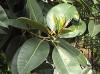 picture of rubber plant-2