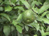 picture of  lemon tree