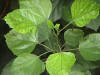 Picture of a mulberry plant