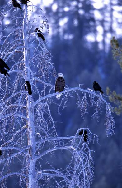 1Bald eagle & ravens in tree near elk carcass at Tower Junction_ Jim Peaco - nps