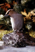 picture of Bohemian Waxwing
