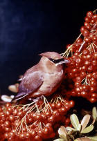 picture of Cedar Waxwing with fruit