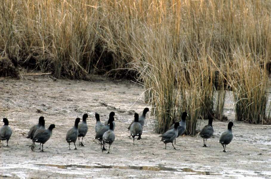 American Coots - Dewhurst, Donna A. - usfws
