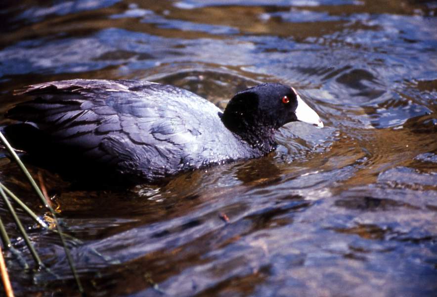 American coot_ Photographer unknown - nps