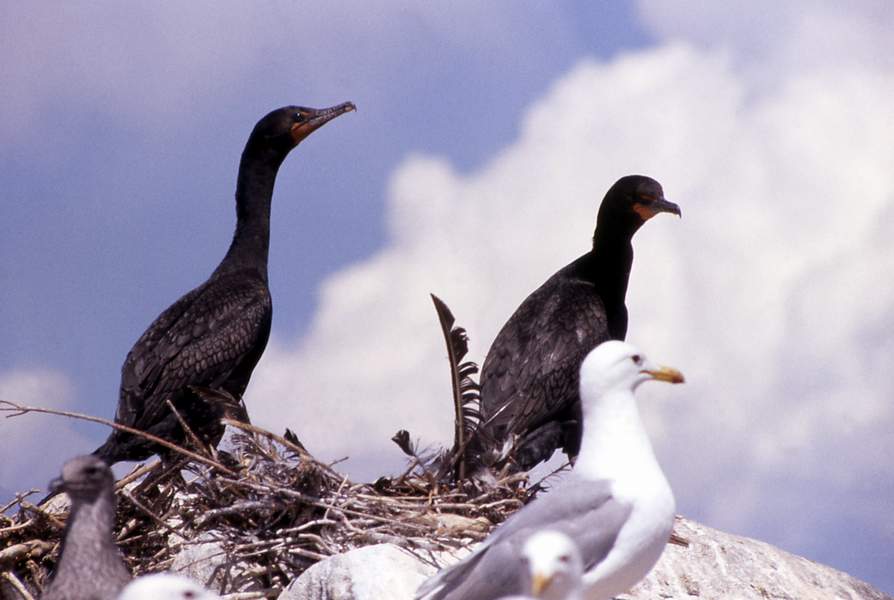 Double-crested cormorant nestlings & California gulls_ Bryan Harry_ - nps