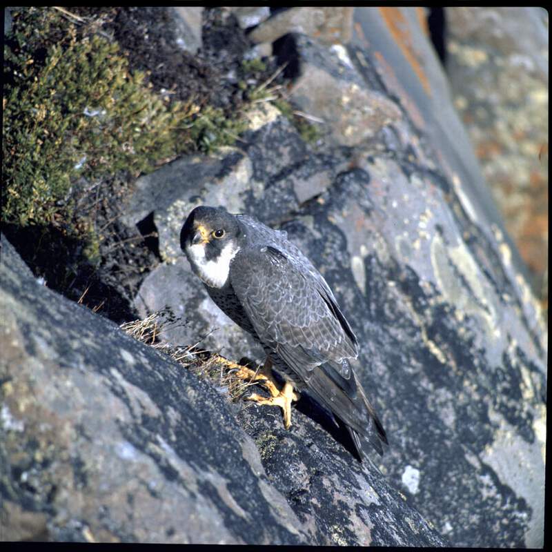 1 Arctic Peregrine Falcon - Maslowski, Steve - usfws