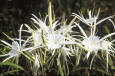 6 Spider Lily -Walton, LaVonda - usfws
