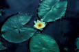 7 Water Lily - U.S. Fish and Wildlife Service - usfws
