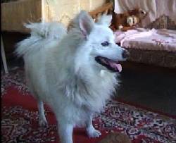 Famous dog picture - 76: standing on a carpet
