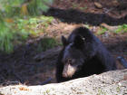 Picture 5: black bear 