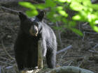 Picture 6: black bear 