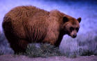 Picture 2: black bear at Phantom Lake