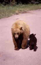 Picture 1: black bear and cub