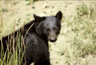 Picture 8: black bear
