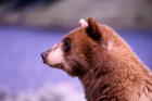 Picture 9: black bear at Phantom Lake