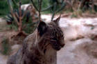 Picture of bobcat