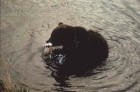 Picture of brown bear eating fish