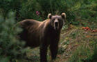 Picture of Kodiak Brown Bear