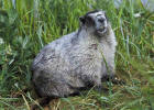 Picture of a marmot sitting in grass