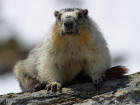 Close up of a yellow bellied marmot