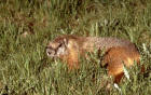 Photo of a marmot in grass