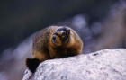 Photo of a yellow bellied marmot