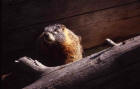 Photo of a yellow bellied marmot on a log