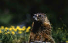 Picture of a yellow-bellied marmot in a bed of flowers