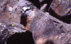 Image of a yellow bellied marmot on rocks