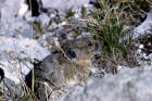 Image of pika eating grass among rocks