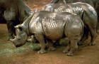 Picture - 2  : black rhinos