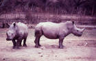 Picture  : two rhinos