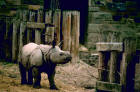Picture 4 : Indian rhino