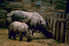 Picture 6 : Indian rhino with cub
