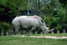 Picture 7 : white rhino