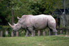 Picture 8 : white rhino