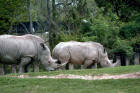 Picture 1 : white rhinos